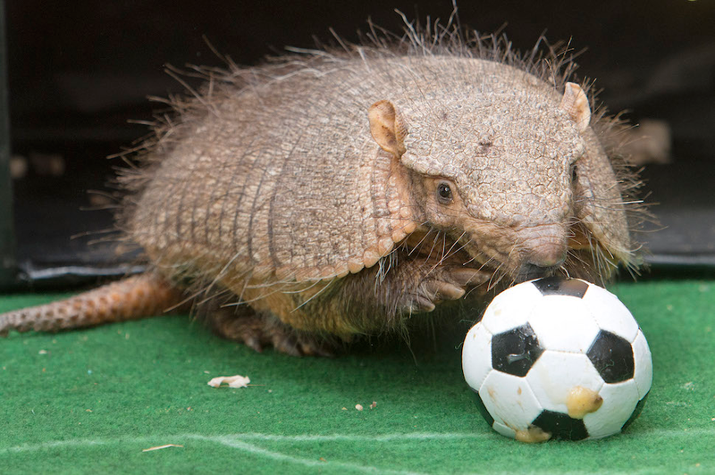 Illustration for article titled How the HECK Are Armadillos Real??!!